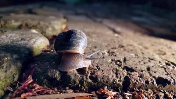 Close Snail Paving Stone Late Afternoon — 图库视频影像