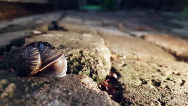 Garden Snail Emerging Its Shell Rainy Day — Stock video