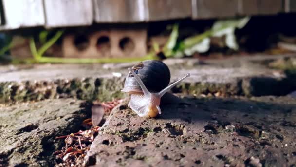 Close Garden Snail Rain — 图库视频影像