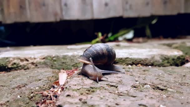 Garden Snail Slowly Moving Ants Roaming — Stock video