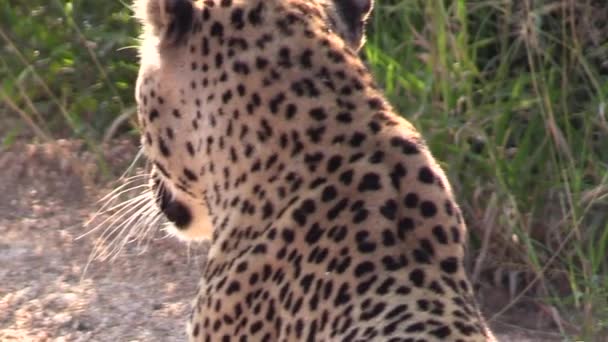 Close Leopard Realizes Being Watched Slinks Lay Grass — Vídeo de Stock