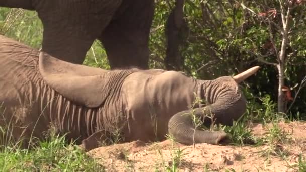 Elephant Laid Relaxing Ground — Vídeos de Stock