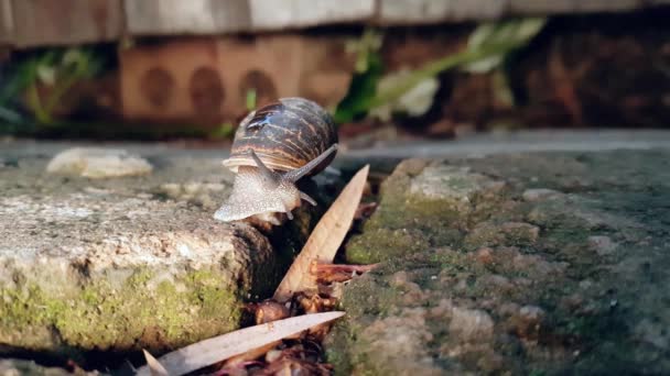 Garden Snail Slowly Moving Paving Rain — Stockvideo