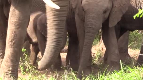 Cute Baby Elephant Caught Middle Herd Large Adults — Vídeo de stock