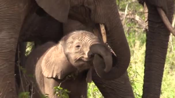 Zoom Close Cute Baby Elephant Herd — Vídeo de stock