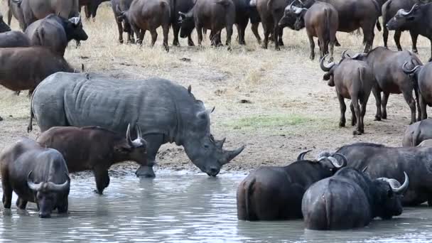 Lone White Rhino Drinks Watering Hole Surrounded African Buffalo — Vídeos de Stock
