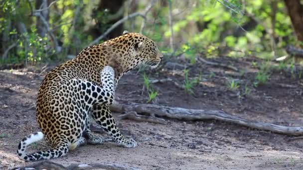 Close Male Leopard Scratching Wound Licking His Paw — ストック動画