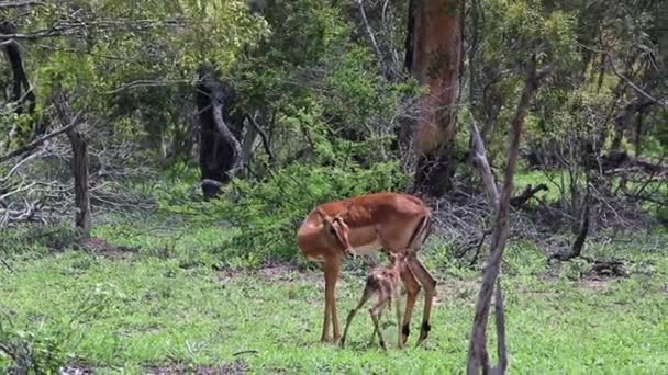 Een Pasgeboren Baby Impala Zet Zijn Eerste Stappen Langs Kant — Stockvideo