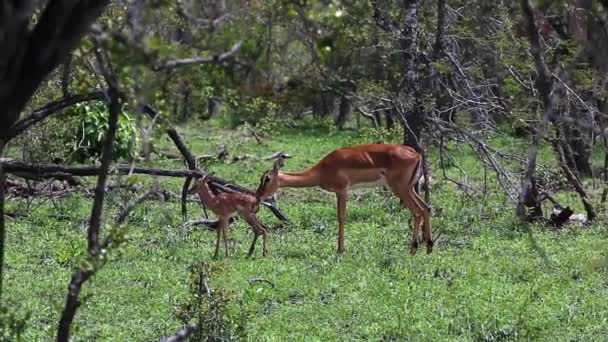 Moeder Impala Likt Haar Pasgeboren Baby Schoon Geboorte — Stockvideo