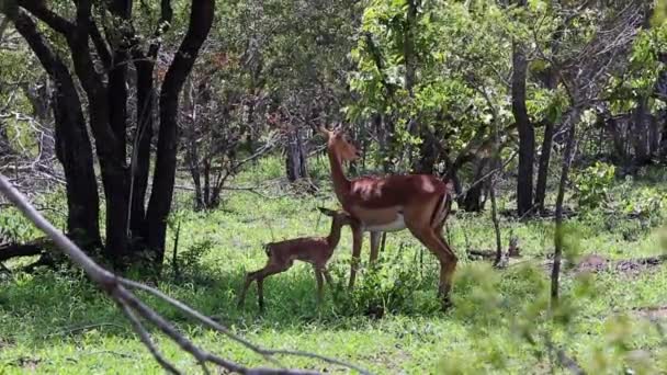 Mother Impala Hears Noise Tends Her Newborn Baby — Stock Video