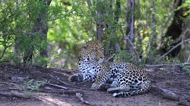 Lounging Leopard Stands Walks Out Frame African Wildlife Reserve — Αρχείο Βίντεο