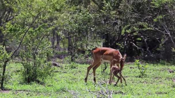 Mother Impala Licks Her Newborn Baby Tries Suckle First Time — Video Stock