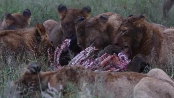 Pride Lions Feed Carcass Large Kill African Wilderness — Wideo stockowe