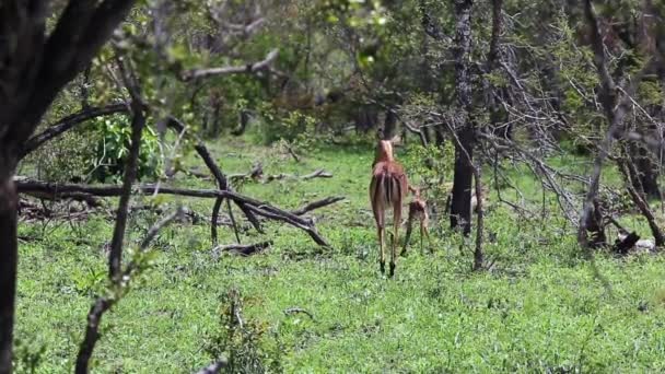 Een Pasgeboren Baby Impala Kronkelt Rond Zijn Moeder Als Het — Stockvideo