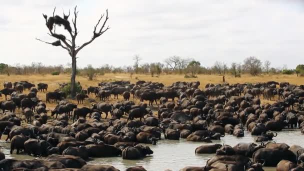 Large Herd African Buffalo Stop Watering Hole Rest Drink — стоковое видео