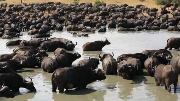 Large Herd African Buffalo Find Safety Numbers Watering Hole — Stockvideo