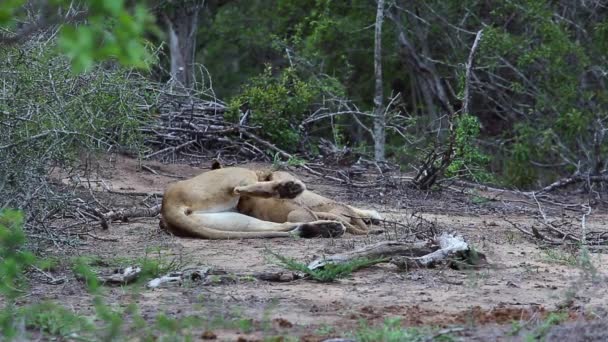 Female Lion Rests Her Baby Cubs Feed Play — Vídeos de Stock