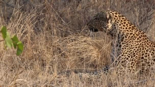 Stunning Close Male Leopard Stalking His Prey Long Dry Grass — стоковое видео