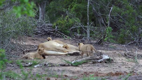 Playful Lion Cubs Play Mother Tail African Wilderness — Stockvideo