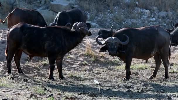 Two Male African Cape Buffalo Lock Horns Sparring Match — Stock video