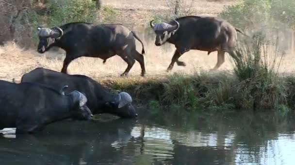 Two Male African Cape Buffalo Playful Sparring Busy Watering Hole — Stockvideo