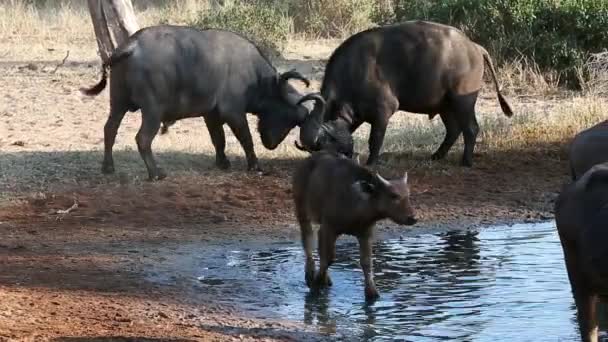 Two Competing Male African Buffalo Lock Horns Sparring Session Dominance — Video