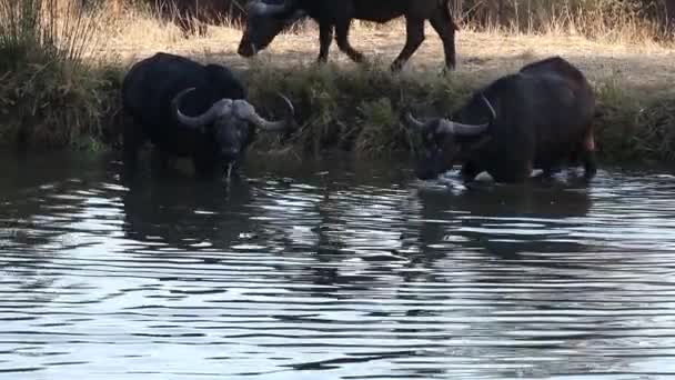 Adult African Cape Buffalo Drink Cautiously Watering Hole While Submerged — Wideo stockowe