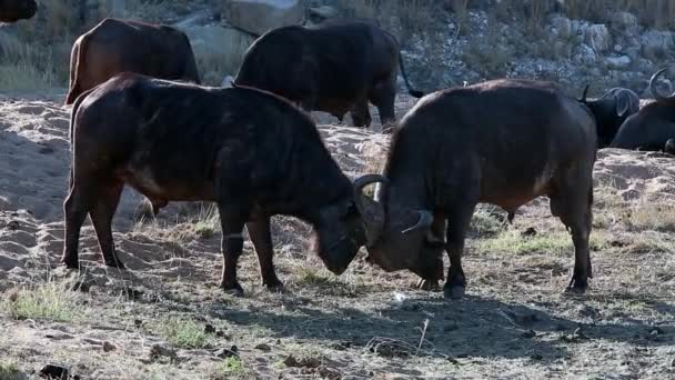 Two Male African Cape Buffalo Size Each Other Sparring — Vídeos de Stock