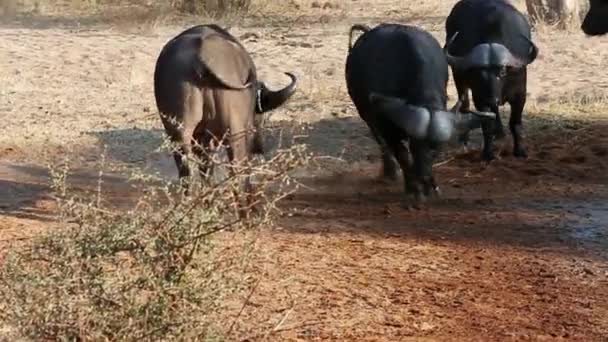 Two Large Male African Buffalo Sparring Dominance Watering Hole — Stockvideo