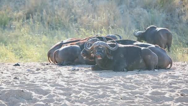 Family African Cape Buffalo Relax Mid Day Sun — Vídeo de stock