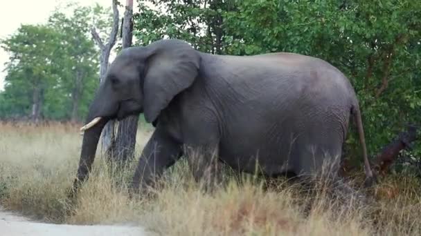 Mother African Elephant Crossing Road Small Baby Closely — Vídeos de Stock