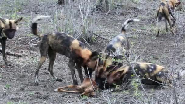 Pack African Wild Dogs Feed Small Antelope — стоковое видео