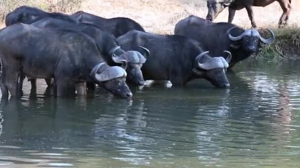 Family Adult African Cape Buffalo Take Turns Drinking Keeping Lookout — Stockvideo
