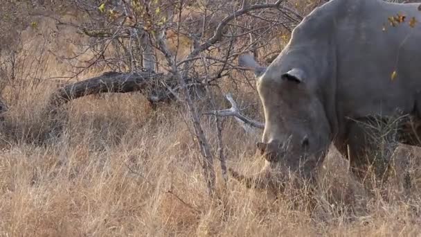 Close Shot Large White Rhino Bushland — стоковое видео