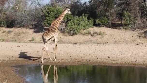 Wide Shot Giraffe Walking Away Watering Hole South Africa — Video