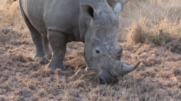 Close White Rhino Moving Slowly Grazing — стоковое видео