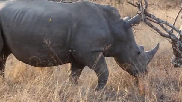 Follow Shot Two Large White Rhinos Grazing Bushland — Vídeos de Stock