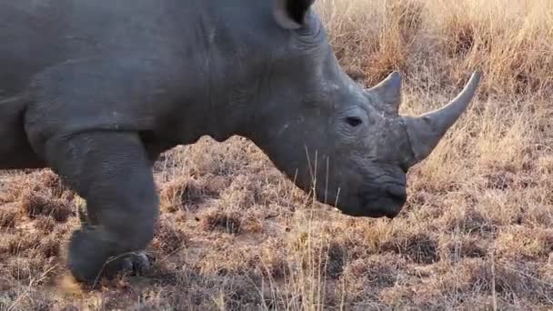 Close Majestic White Rhinos While Graze — Video
