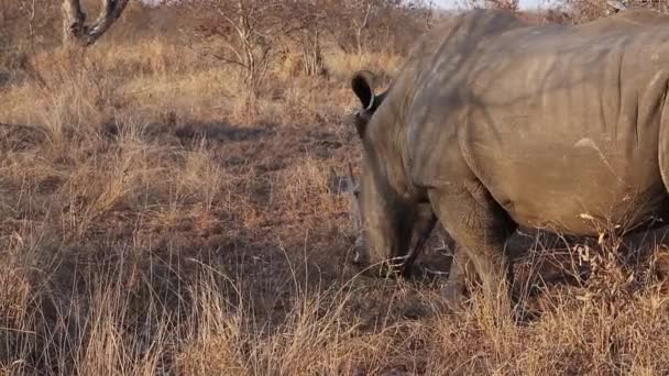 Panning Shot Two White Rhino Walking Feeding Bush — стоковое видео