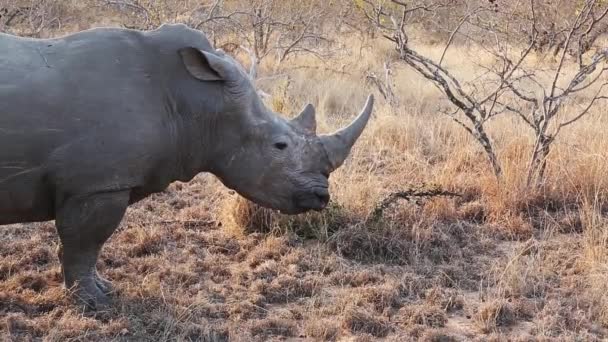 Majestic White Rhino Pan Shot Animal Defecating — 图库视频影像