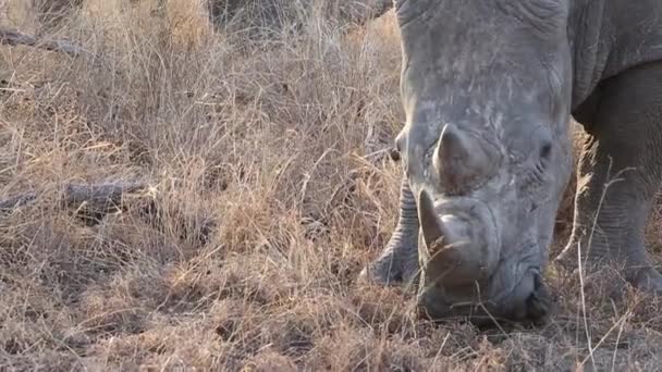 Close Head Shot Large White Rhino Grazing — Stockvideo