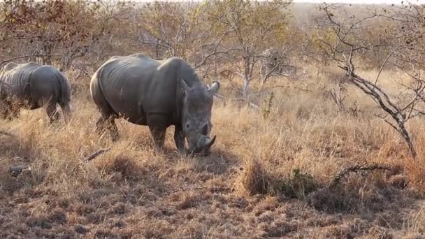 Grazing White Rhino Moves Slowly Camera — ストック動画