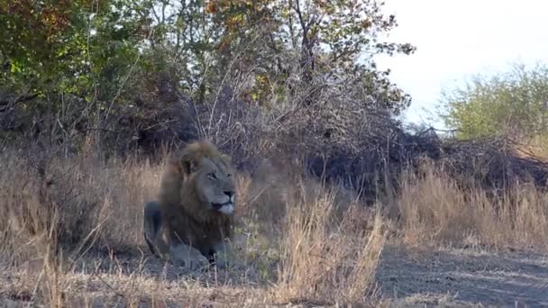 Medium Wide Shot Male Lion Sitting Wild Windy Day — Stockvideo