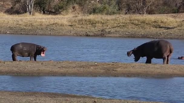 Group Hippopotamuses Standing Watering Hole South Africa — Stockvideo