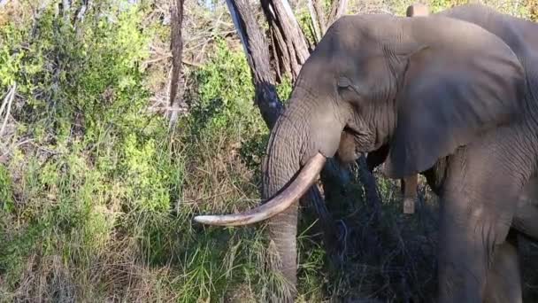 Close African Elephant Chewing Grass While Feeding Wild — ストック動画