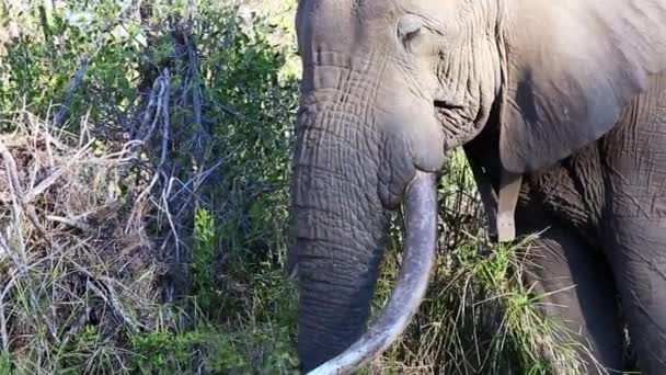 Close African Elephant Using His Truck Eat Grass Wild — Stock video