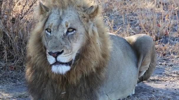 Male Lion Sits Shade Wild Looks Him Keeping Watchful Eye — Vídeos de Stock