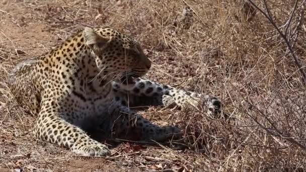 Tired Female Leopard Resting Dry Grass Panting — 图库视频影像