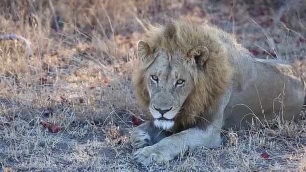 Een Afrikaanse Mannelijke Leeuw Zittend Het Gras Het Wild — Stockvideo