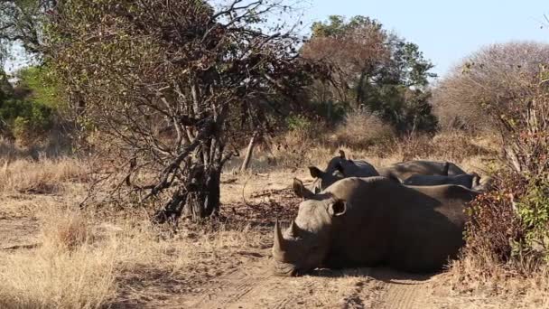 Wide Shot Group White Rhinos Sleeping Together Wild — Video Stock